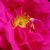 Roz - Trandafir gallica - Gallica 'Officinalis'